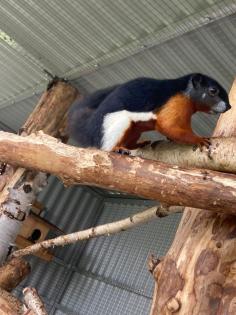 2 Schönhörnchen, Männchen, 1. 5 Jahre-Preis für beide