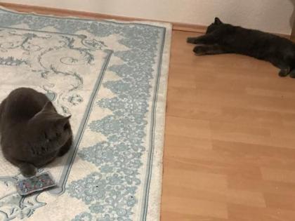 BKh Deckkater Blue