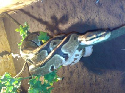 2 königs Pythons mit Terra oder ohne