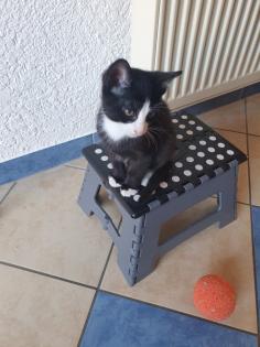 Katzen Kinder Kitten