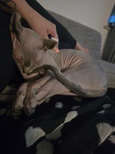 Sphynx Katze Weibchen