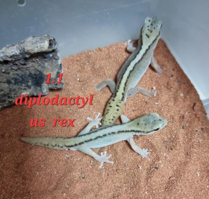Amyae Wheeleri Deleani lucasium Diplodactylus