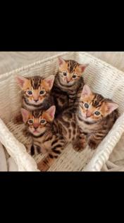 Bengalkatzen suchen neues Zuhause