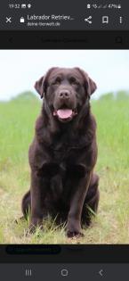 Reinrassige Labrador Welpen