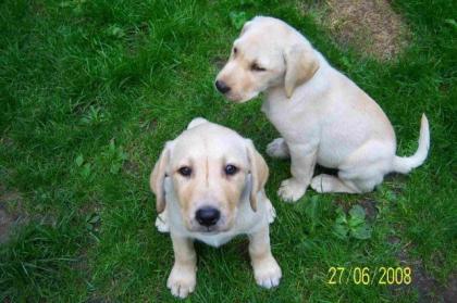 ALLERLIEBSTE LABRADOR KINDER, 1RÜDE 1HÜNDIN AB SOFORT