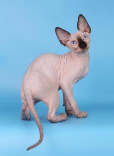 Reinrassige Kanadische Sphynx Kätzchen Stammbaum