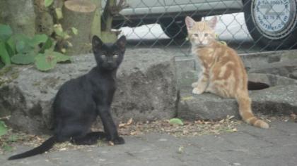 Katzen-Kumpel Casper und Pepe vemißt 34212 Melsungen