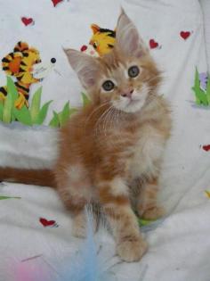 Maine Coon Katerchen mit Schmusabitur