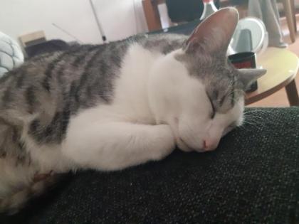 Liebevoller Kater Garry