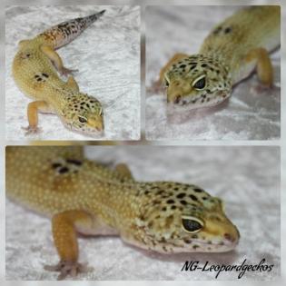Leopardgeckos versch. Morphe