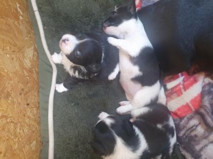 Chihuahua Mix Welpen