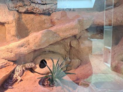 Verkaufe Leopardgecko und Terrarium