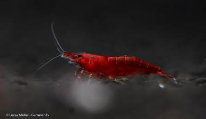 Bloody Mary Garnele - Neocaridina davidi