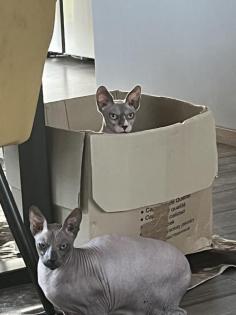 Don Sphynx und Canadian Sphynx aus privaten Gründen abzugeben