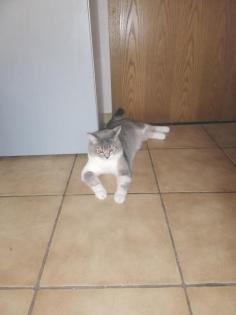Bkh deckkater