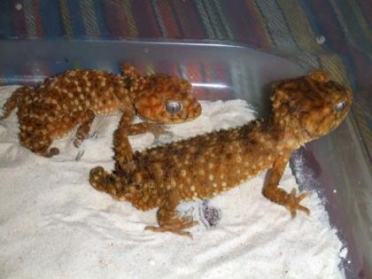 Nephrurus zum Verkauf