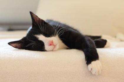 2 kleine Kater suchen ein schönes und sicheres Zuhause