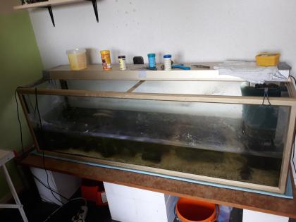 5 Axolotl Aquarium 160 cm Fische Steine