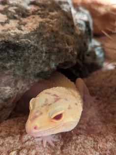 Vier Leopardgeckos mit Terrarium und Zubehör