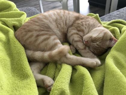 BKH Deckkater