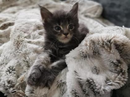 Maine Coon Kitten reinrassig o. P