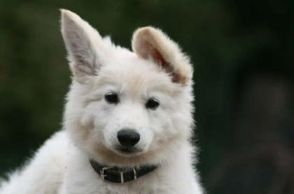 Weiße Schweizer Schäferhund Welpen