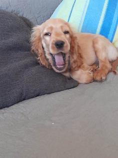 Welpe Cocker Spaniel
