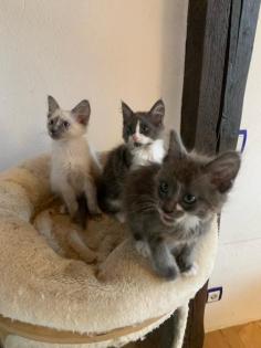 Türkisch Angora Kitten mit Papieren, Reinrassig
