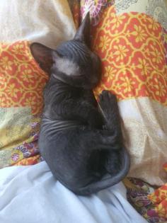 Reinrassige Don Sphynx Kitten Kätzchen