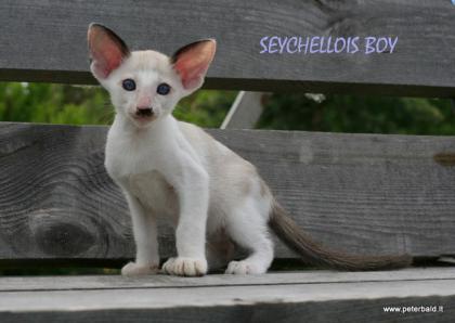 Oriental and Seychellois kittens for good price