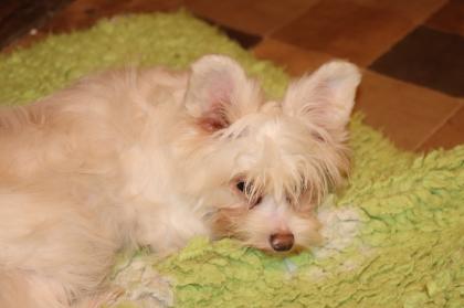 Chinese Crested Powderpuff Hündinnen