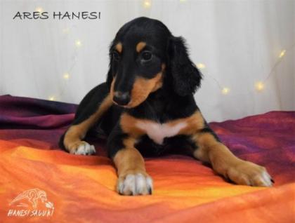 Saluki mit Stammbaum