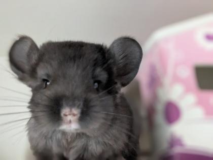 Chinchilla Babys Angora / Angoraträger suchen ein Zuhause