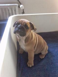 Old Englishbulldogen Frei atmend