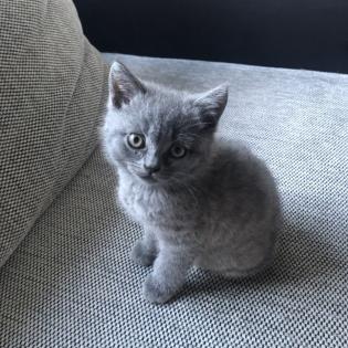Britisch Kurzhaar Kitten