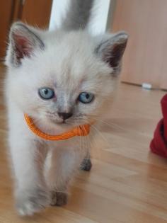 2 Britisch-Kurshaar Kitten abzugeben