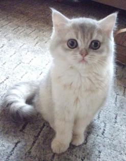 Traumhafte Perser und Exotic Shorthair Babys mP