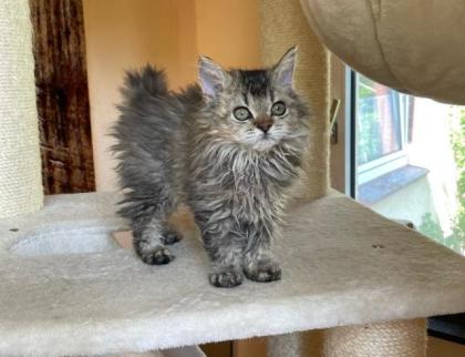 Selkirk Rex Kitten