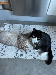 Mischling Perser schottisch kurzhaar langhaar Katzen