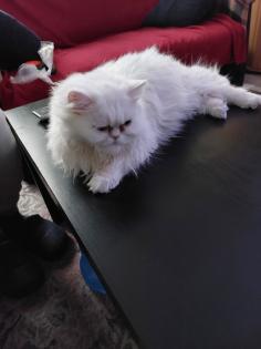 2 kleine Persa Katzen zuverkaufen