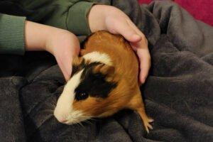 OSKAR - Meerschweinchen - männlich 16. 09. 2024 Glatthaar Kastriert