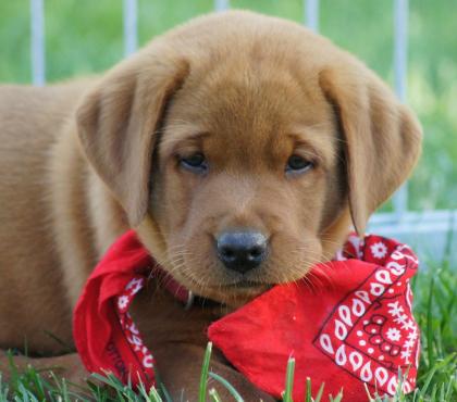 Wurfankündigung Labradorwelpen in foxred für Herbst 2024 Labrador Welpen