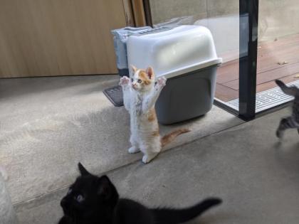 Selkirk Rex Mix Kitten