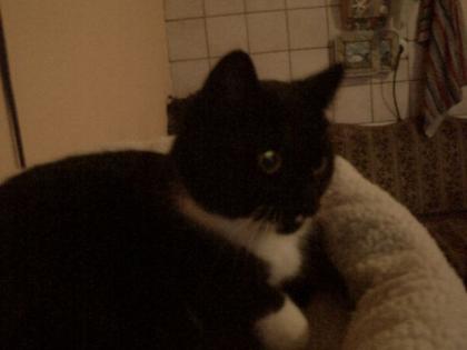 HAUSKATZE ABZUGEBEN