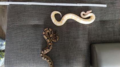 Zwei Königspython male 1. 0
