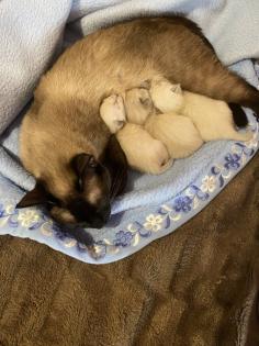 Siam Kitten suchen neues Zuhause