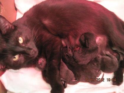 Liebebolle Katzenbabys zu verschenken