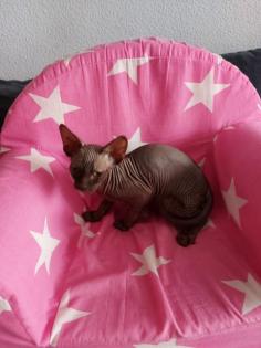 Sphynx katze