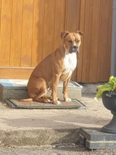 Emmi Boxer-Old Englisch Bulldogg Mix