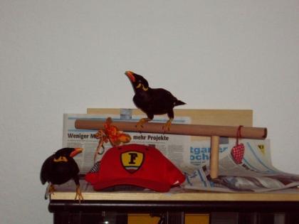Verkaufe 2 junge beos
